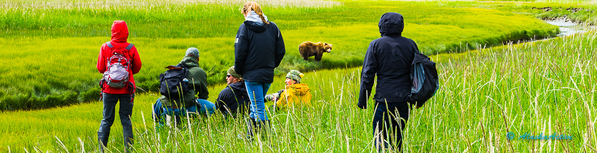 Katmai National Park Bärenbeobachtung, Brooks Falls Bären Beobachten